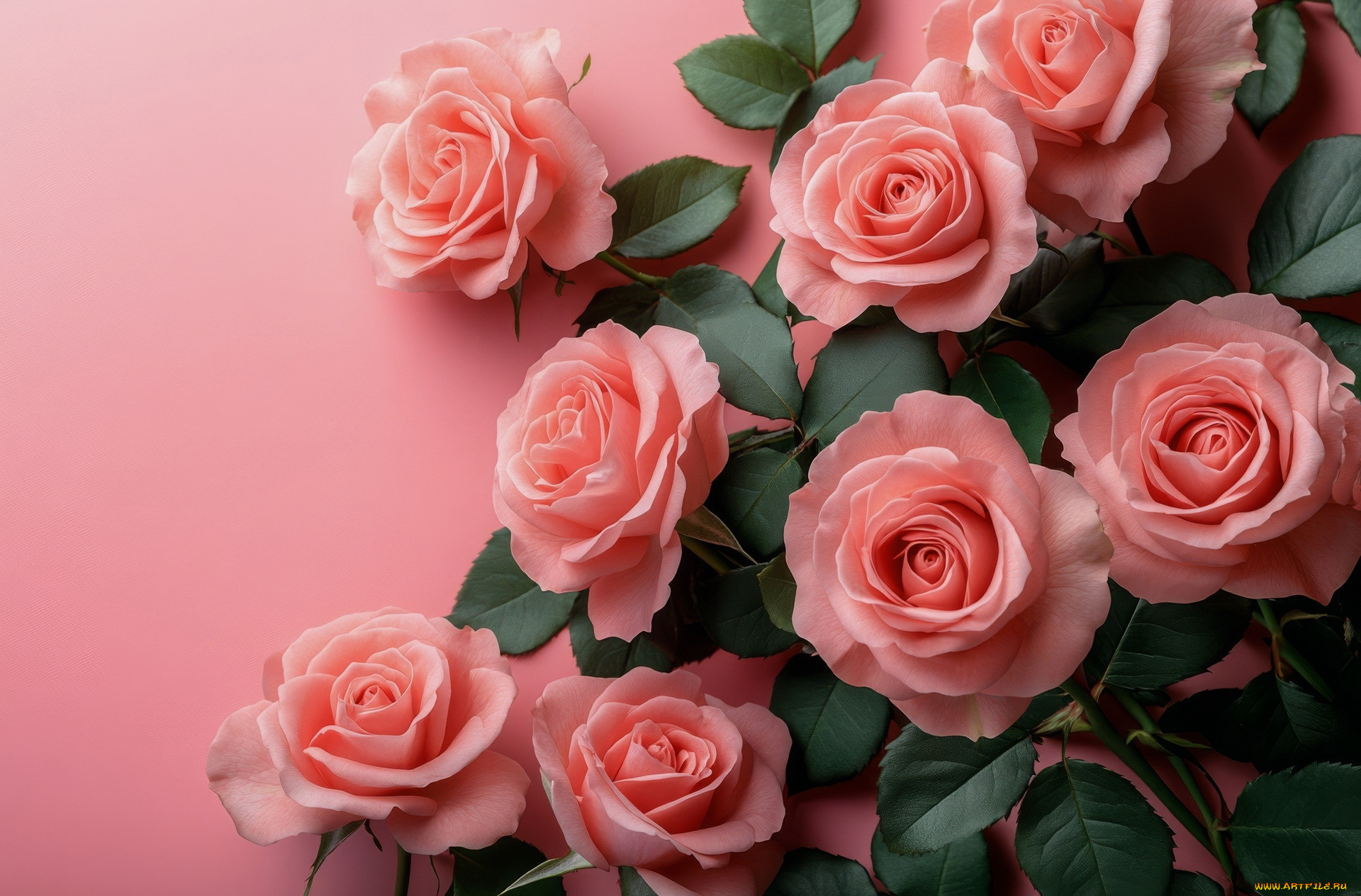 3� �������, ����� , flowers, �������, ����